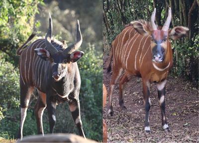 Benefits of traditional and local ecological knowledge for species recovery when scientific inference is limited